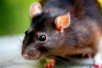 Begini Cara Membuat Tikus Takut Begini Cara Membuat Tikus Takut