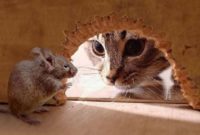 Memilih Obat Alami Pengusir Tikus Memilih Obat Alami Pengusir Tikus