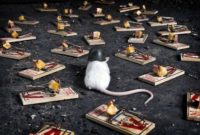 Tips Mengusir Tikus Dari Rumah Dengan Mudah Tips Mengusir Tikus Dari Rumah Dengan Mudah