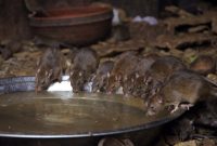Begini Cara Mengusir Tikus Got