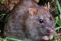 Cara Mudah Basmi Tikus Curut Yang Ada Di Rumah Cara Mudah Basmi Tikus Curut Yang Ada Di Rumah