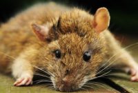 Cara Tradisonal Mengusir Tikus Rumahan Yang Aman