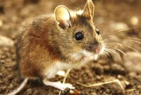 Tempat Jual Alat Pengusir Tikus Paling Efektif